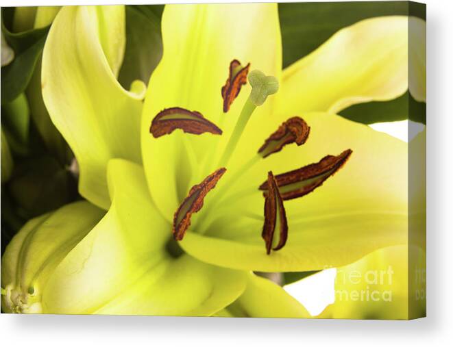 Alive Canvas Print featuring the photograph Oriental Lily Flower by Raul Rodriguez