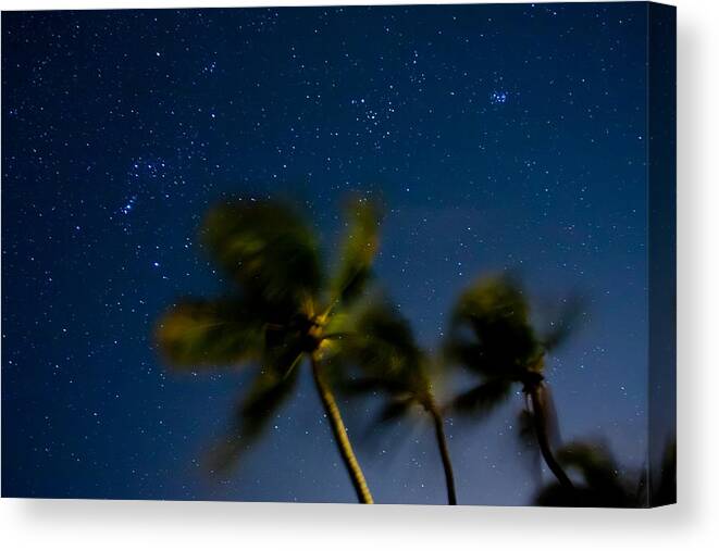 Stars Canvas Print featuring the photograph Orion and Windswept Palms by Adam Pender