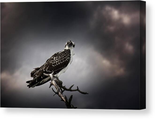 Osprey Canvas Print featuring the photograph Osprey by Greg and Chrystal Mimbs