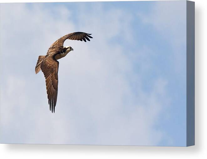 Osprey Canvas Print featuring the photograph Osprey In Flight Over the Neuse River in North Carolina by Bob Decker