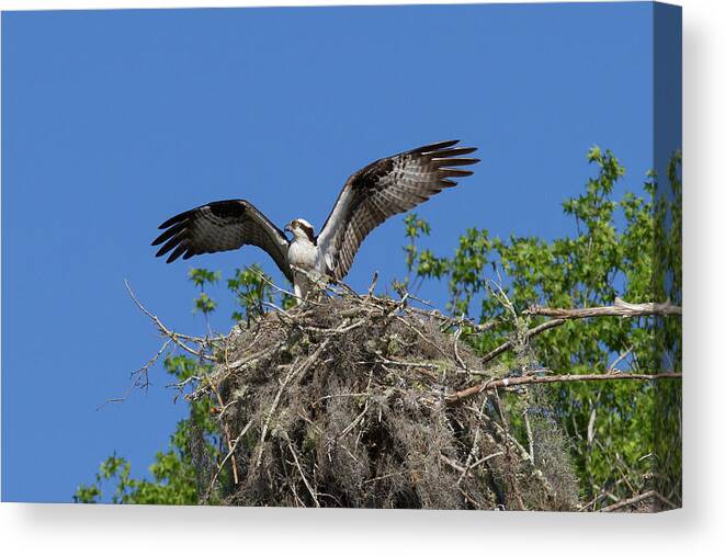 Osprey Canvas Print featuring the photograph Osprey on Nest Wings Held High by Paul Rebmann
