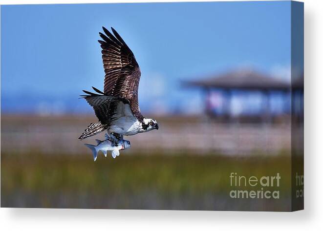 Osprey Canvas Print featuring the photograph Osprey With Dinner by Julie Adair