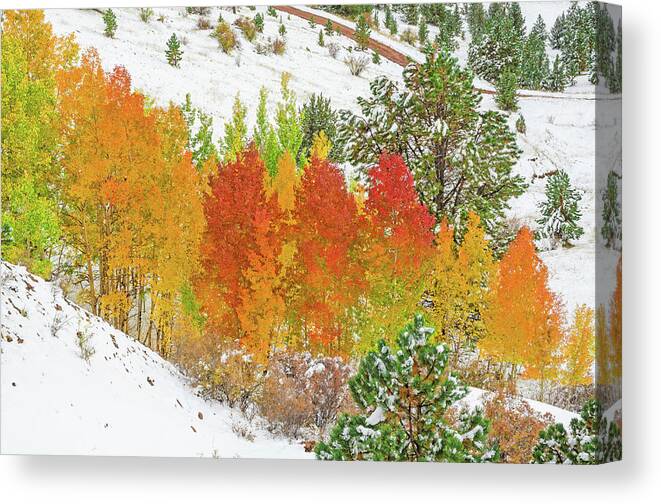Fall Colors Canvas Print featuring the photograph Our Winter Begins Around Mid October. by Bijan Pirnia