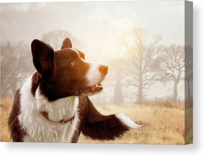 Cute Canvas Print featuring the photograph Out And About by Ethiriel Photography