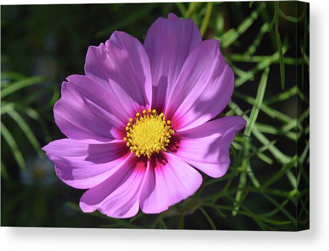 Cosmos Flower Canvas Print featuring the photograph Out In The Sun. by Terence Davis