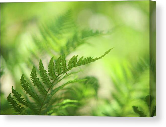 Jenny Rainbow Fine Art Photography Canvas Print featuring the photograph Out of Crowd. Green World by Jenny Rainbow