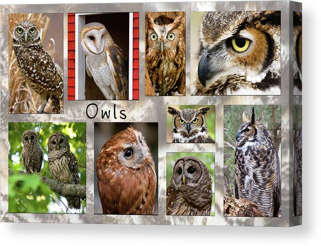 Owls Canvas Print featuring the photograph Owl Photomontage by Jill Lang