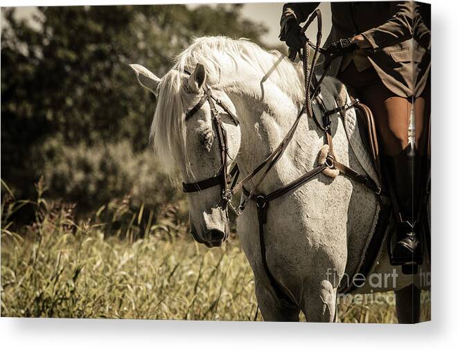 Horse Canvas Print featuring the photograph OX, all grown up. by Pamela Taylor