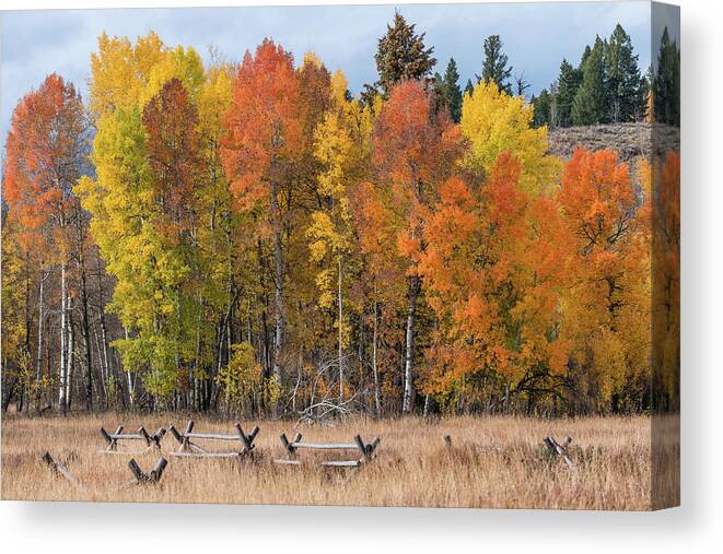 Aspen Canvas Print featuring the photograph Oxbow Fall Colors by Chuck Jason