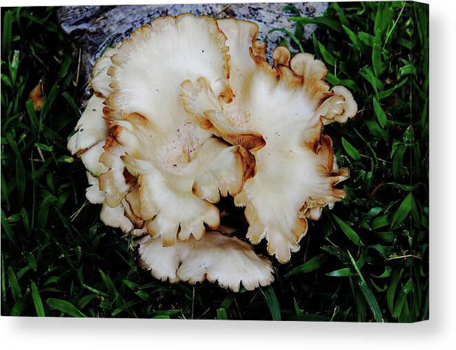  Oyster Mushroom Canvas Print featuring the photograph Oyster Mushroom by Allen Nice-Webb