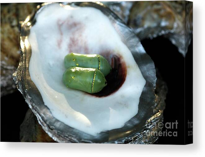 Oyster Shell Photo Canvas Print featuring the photograph Oyster Shell with Butterfly Chrysalis Photo by Luana K Perez