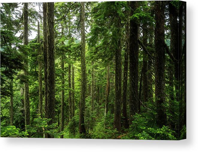 Scenic Canvas Print featuring the photograph Pacific Northwest Forest by Pelo Blanco Photo