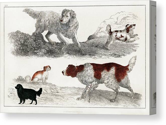 Adorable Canvas Print featuring the drawing Pack of energetic dogs and playful puppies by Vincent Monozlay