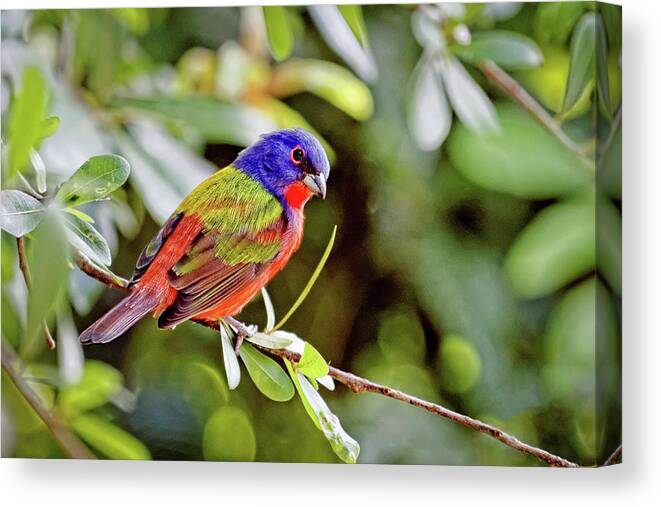 Alone Canvas Print featuring the photograph Painted Bunting by Dawn Currie