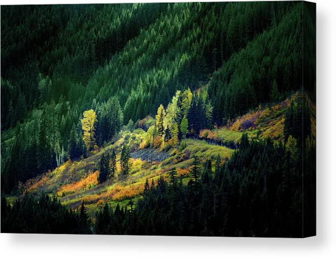 Forest Canvas Print featuring the photograph Painted By A Sunbeam by Mary Jo Allen