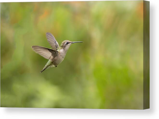 Ruby Throated Hummingbird Canvas Print featuring the photograph Painted Humming Bird by Thomas Young