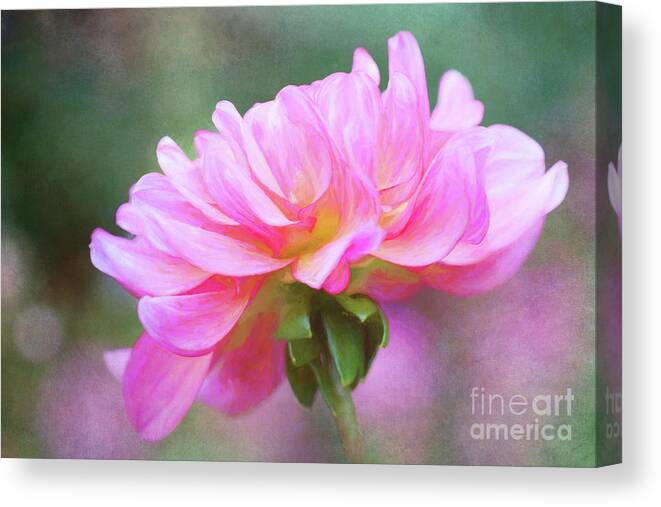 Dahlia Canvas Print featuring the photograph Painted Pink Dahlia by Anita Pollak
