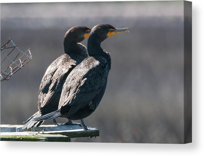 Double-crested Cormorant Canvas Print featuring the photograph Pair Double-Crested Cormorant 3 March 2018 by D K Wall