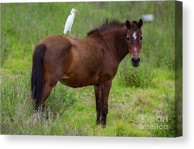 Photography Canvas Print featuring the photograph Pale Rider by Daniel Knighton