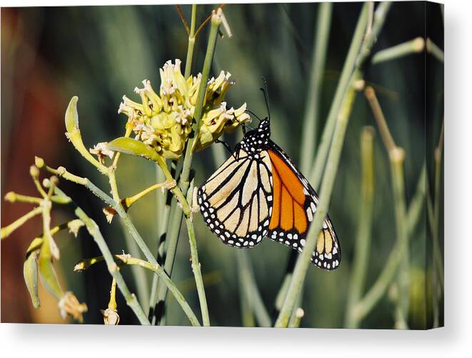 Palm Springs Canvas Print featuring the photograph Palm Springs Monarch by Kyle Hanson