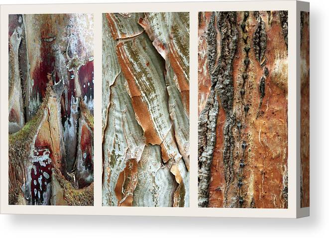 Bark Canvas Print featuring the photograph Palm Tree Bark Triptych by Jessica Jenney