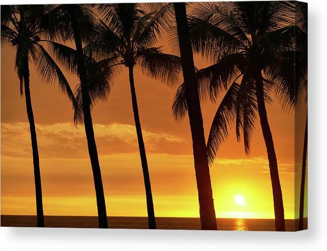 Sunset Canvas Print featuring the photograph Palm Tree Sunset by Christopher Johnson