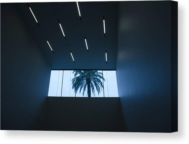 Palm Tree Canvas Print featuring the photograph Palm Tree through Window by Erik Burg