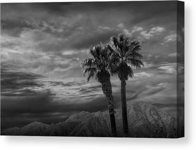 Tree Canvas Print featuring the photograph Palm Trees by Borrego Springs in Black and White by Randall Nyhof