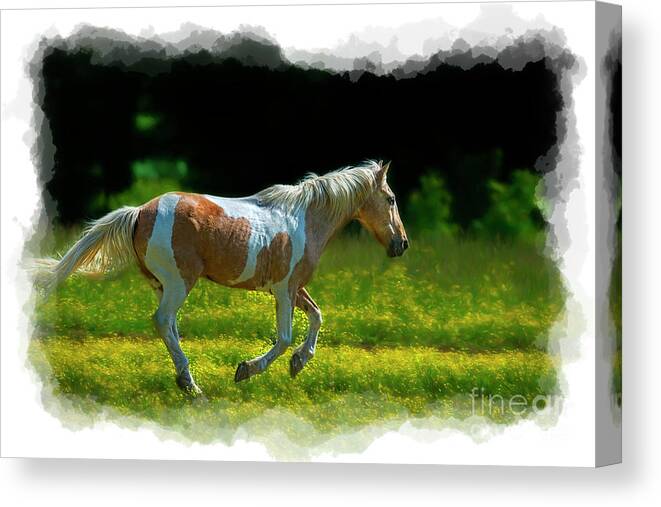 Palomino Canvas Print featuring the photograph Palomino galloping in field by Dan Friend