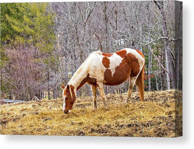 Horse Canvas Print featuring the photograph Pinto Grazing in Winter by Ira Marcus