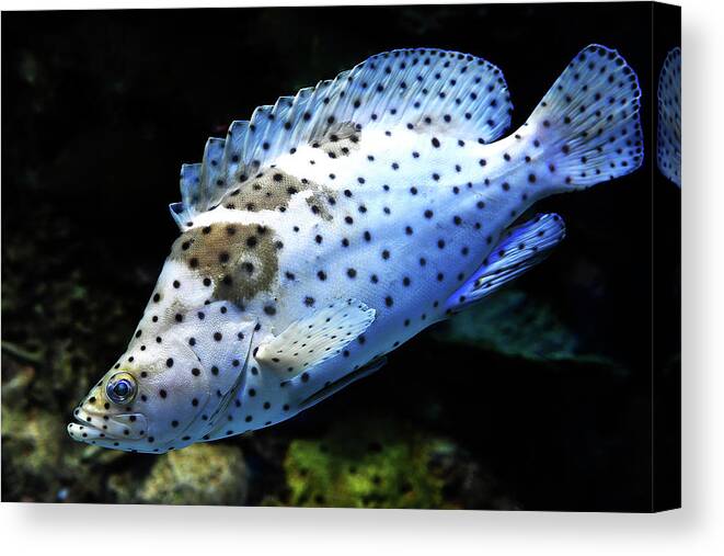 Fish Canvas Print featuring the photograph Panther Grouper by Scott Cordell
