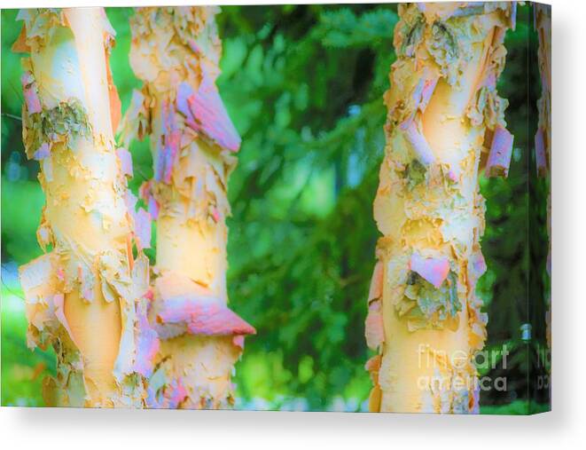 Trees Canvas Print featuring the photograph Paper thin Bark by Merle Grenz