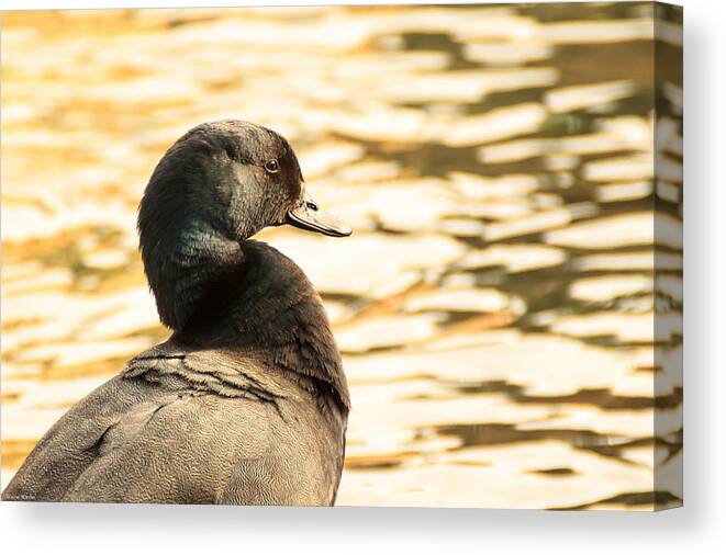 Paradise Duck Drake Pond Wildlife Water Ripples Pattern Feathers Bird Avian Canvas Print featuring the photograph Paradise by Wayne Winder
