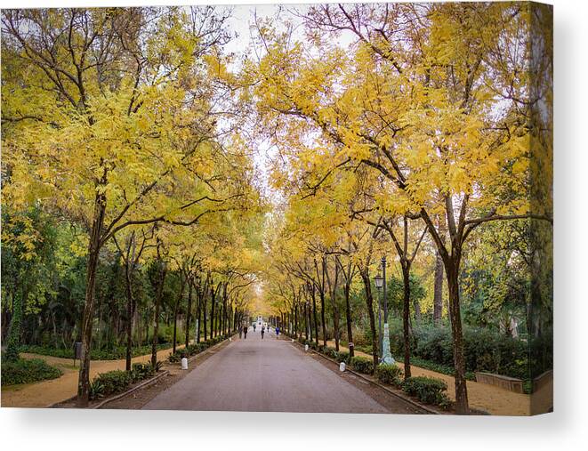 Autumn Canvas Print featuring the photograph Parque de Maria Luisa Sevilla Spain by Adam Rainoff