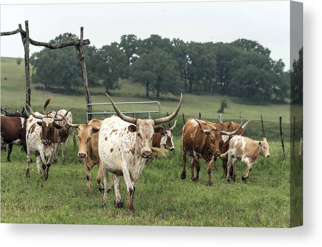 Texas Canvas Print featuring the photograph Part of the 200-head longhorn herd at the Lonesome Pine Ranch by Carol M Highsmith