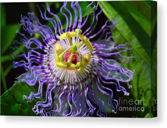 Flower Canvas Print featuring the photograph Passionflower Spiritual Art by Robyn King