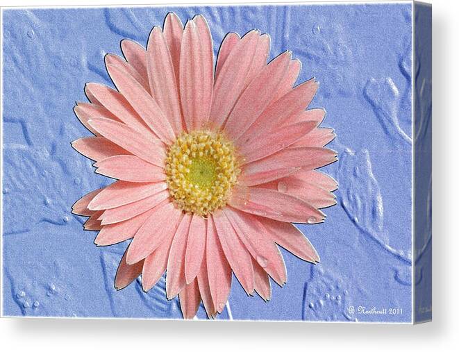 Gerber Canvas Print featuring the photograph Pastel Dream by Betty Northcutt