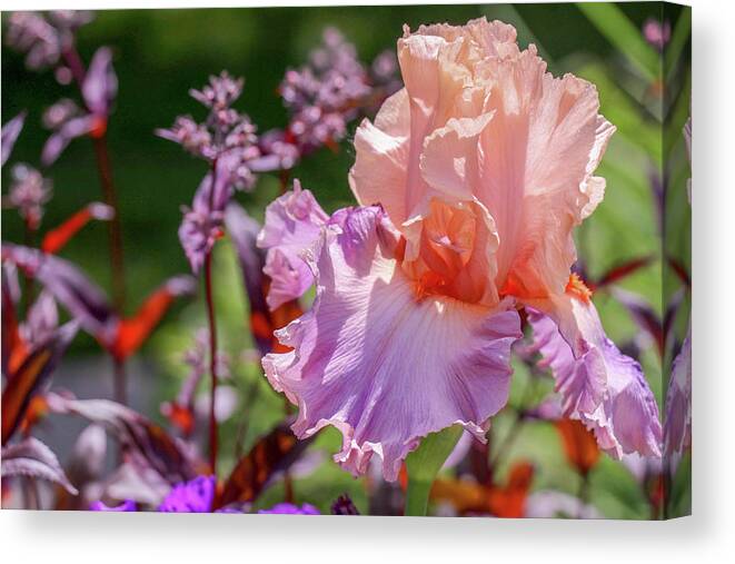 Iris Canvas Print featuring the photograph Pastel Iris by Mary Anne Delgado