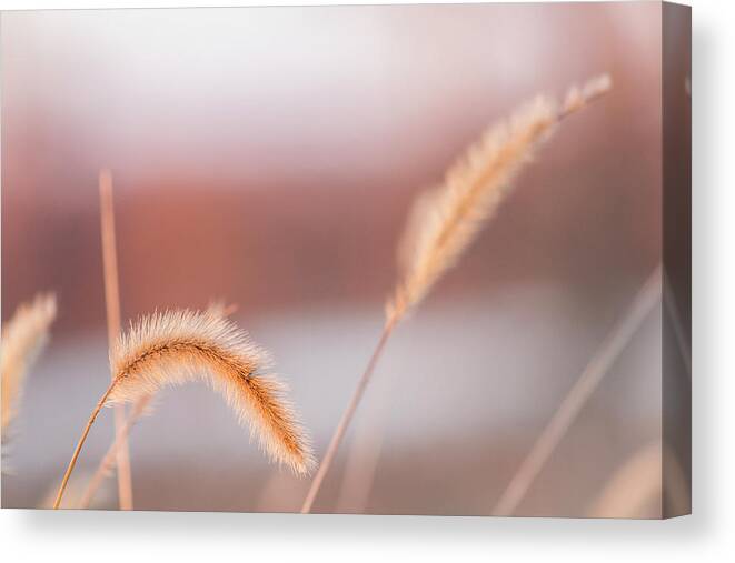 Weeds Canvas Print featuring the photograph Pastel Sunset by Holly Ross