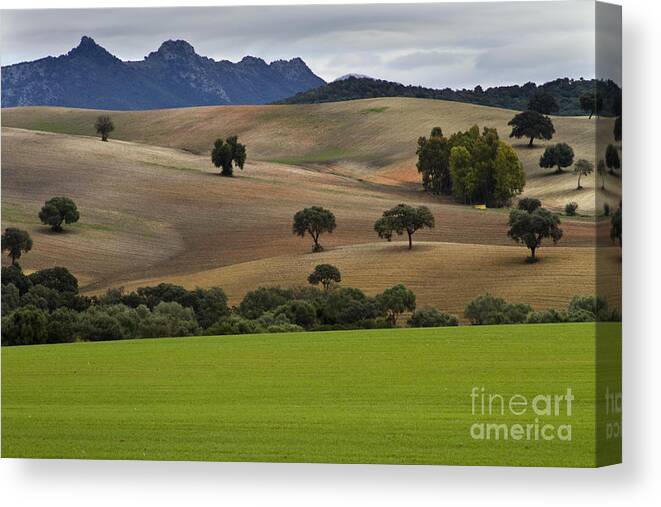 Landscape Canvas Print featuring the photograph Pasture Land in Analusia by Heiko Koehrer-Wagner