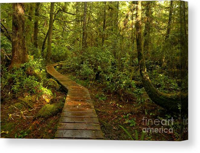 Rainforest Path Canvas Print featuring the photograph Path To Serenity by Adam Jewell