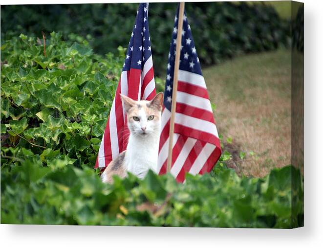 White Cat With Sandy-colored Spots Canvas Print featuring the photograph Patriotic Cat by Valerie Collins
