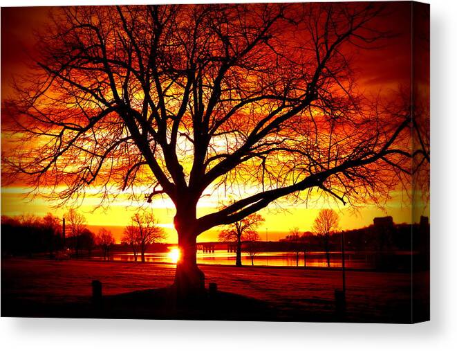 Tree Canvas Print featuring the photograph Good Rising by Colleen Phaedra