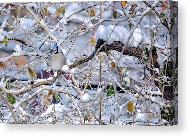 Blue Jay Canvas Print featuring the photograph Peace in Solitude by Diane Lindon Coy