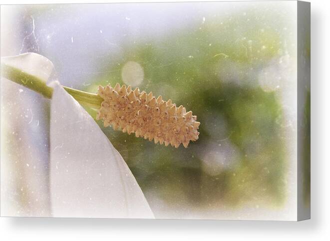 Peace Canvas Print featuring the photograph Peace Lily by Amber Flowers