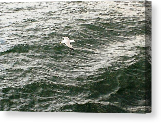 Nature Canvas Print featuring the photograph Peaceful Gliding at Sea by Piety Dsilva