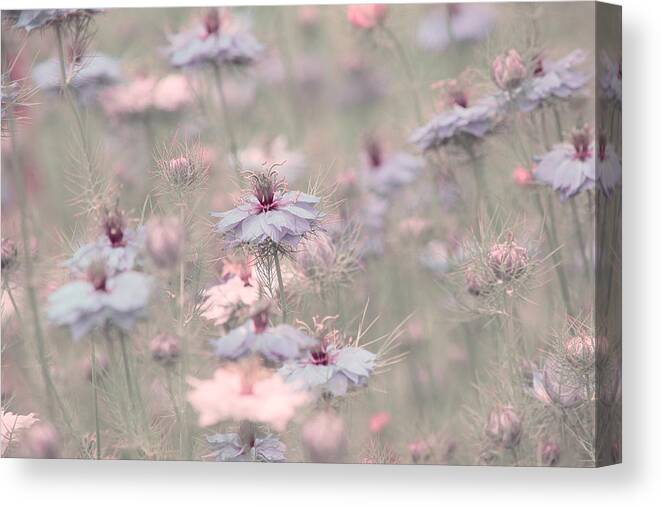 Peaceful Canvas Print featuring the photograph Peaceful Morning by Bonnie Bruno