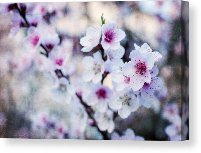 Flower Canvas Print featuring the photograph Peach flowers by Laura Melis