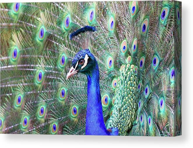Peacock Canvas Print featuring the photograph Peacock Bloom by Steve McKinzie