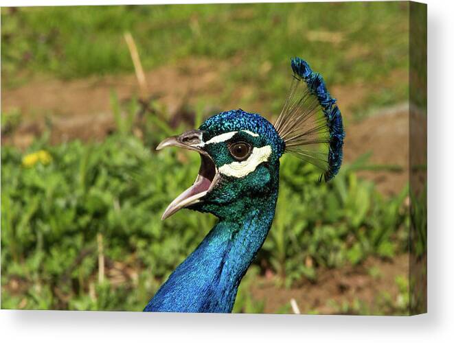 Peacock Canvas Print featuring the photograph Peacock Calling by Karol Livote